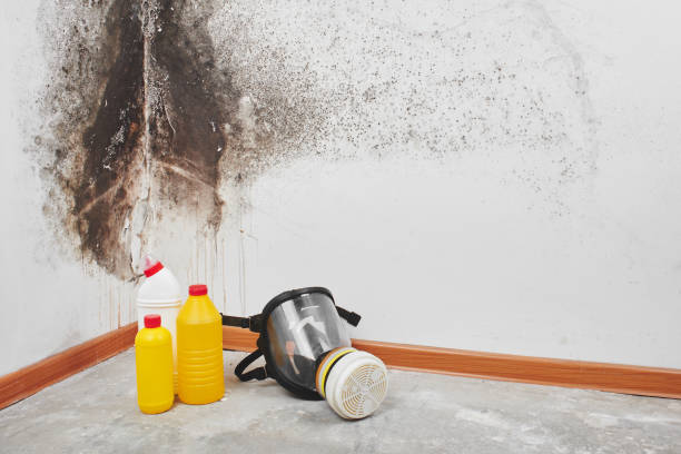 Reliable Halstead, KS Mold Removal Solutions