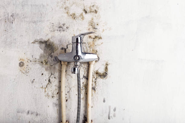 Best Home Mold Removal  in Halstead, KS