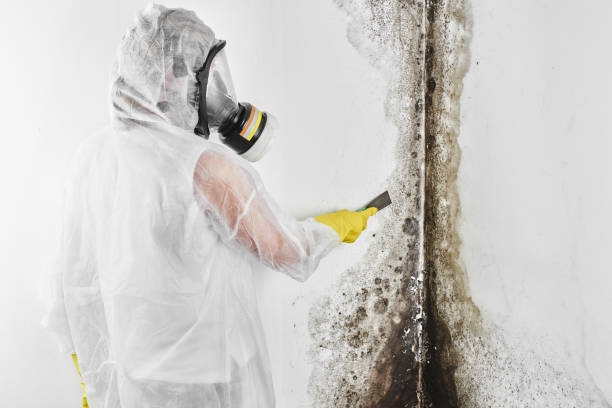 Best Attic Mold Removal  in Halstead, KS