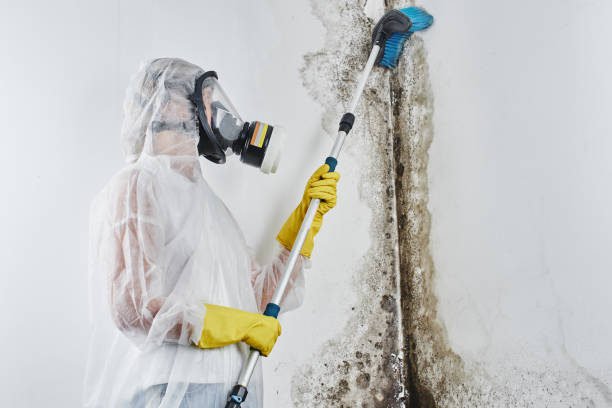 Best Best Mold Removal Companies  in Halstead, KS