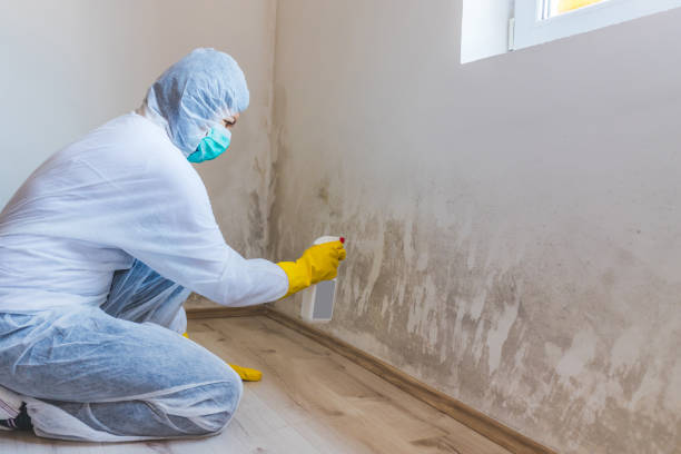 Best Best Mold Removal Companies  in Halstead, KS