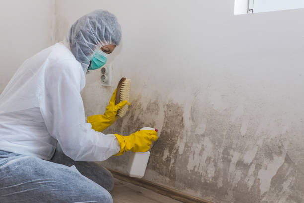 Best Residential Mold Removal  in Halstead, KS