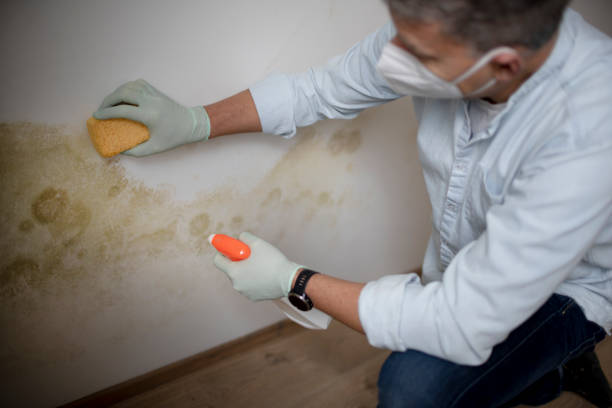 Best Black Mold Removal  in Halstead, KS