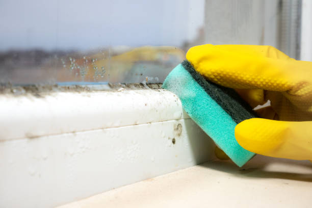Attic Mold Removal in Halstead, KS