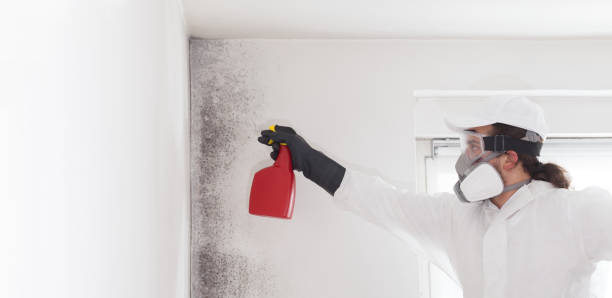 Best Home Mold Removal  in Halstead, KS