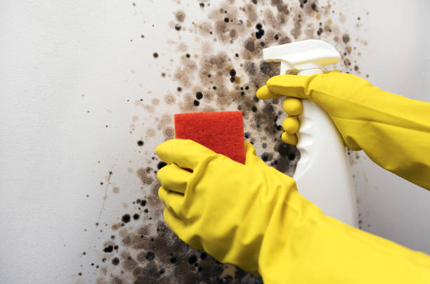 Best Mold Testing  in Halstead, KS