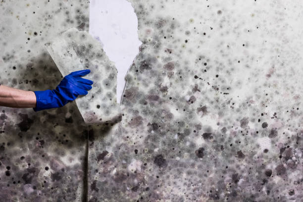 Best Black Mold Removal  in Halstead, KS