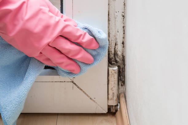 Mold Testing and Removal in Halstead, KS