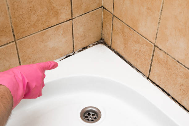 Best Mold Removal Near Me  in Halstead, KS